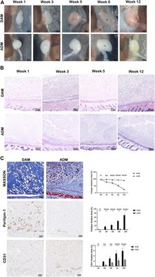 Investigating the Adipogenic Effects of Different Tissue-Derived Decellularized Matrices